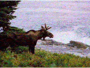 Moose Visits